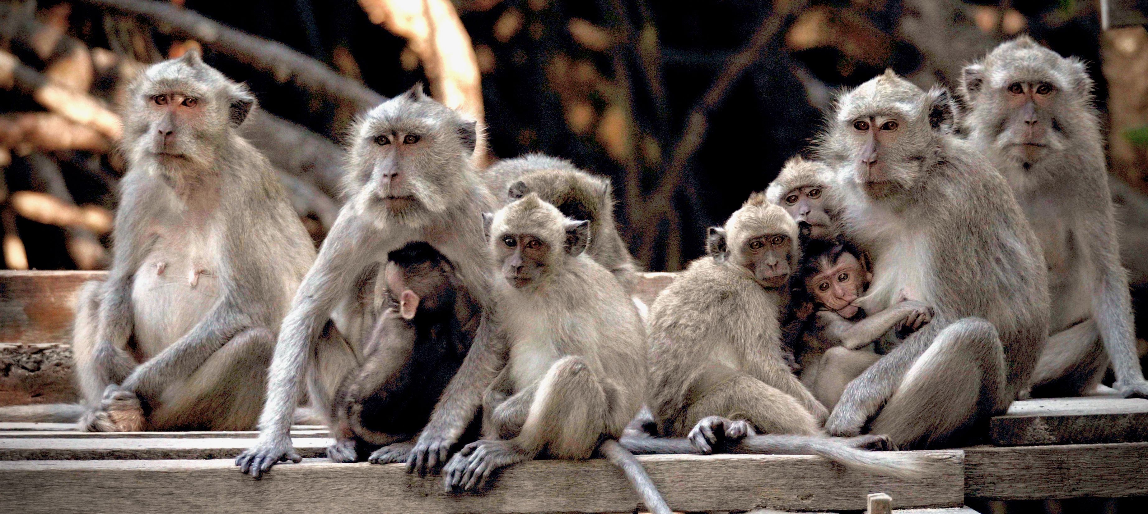 Hjælp verdens mest udnyttede abe Dyrenes Beskyttelse